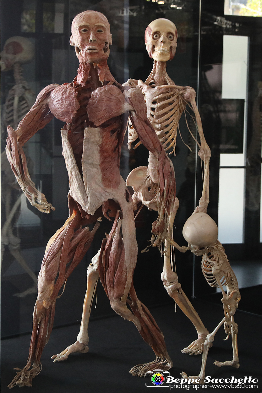 VBS_3027 - Mostra Body Worlds.jpg
